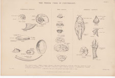 The Terms Used in Conchology